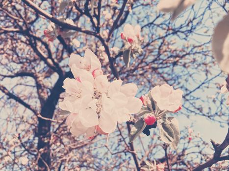 Blooming apple tree flowers in spring as floral background, nature and agriculture