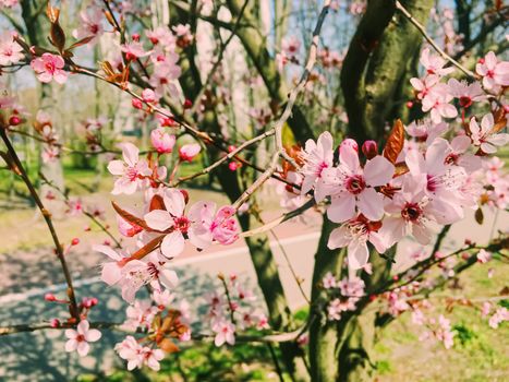 Apple tree flowers bloom, floral blossom in sunny spring