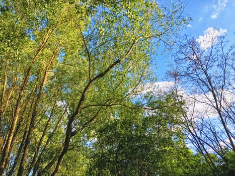 Countryside woods as rural landscape, amazing trees in green forest, nature and environment scenery