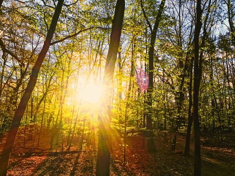 Spring forest landscape at sunset or sunrise, nature and environment