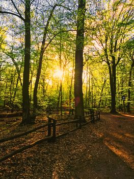 Spring forest landscape at sunset or sunrise, nature and environment