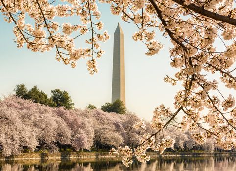 Cherry blossoms frame the Washington monument in Washington DC during Cherry Blossom Festival as the tidal basin reflects the blooms