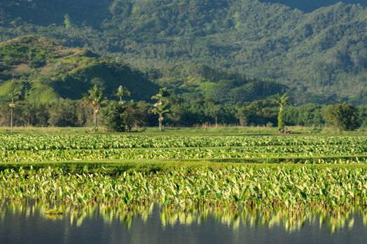 Close up on Taro plans in Hanalei valley with Na Pali mountains behind in Kauai