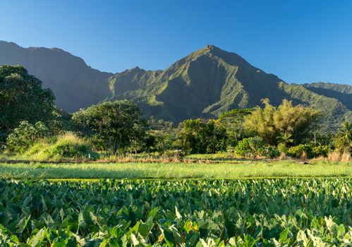 Close up on Taro plans in Hanalei valley with Na Pali mountains behind in Kauai