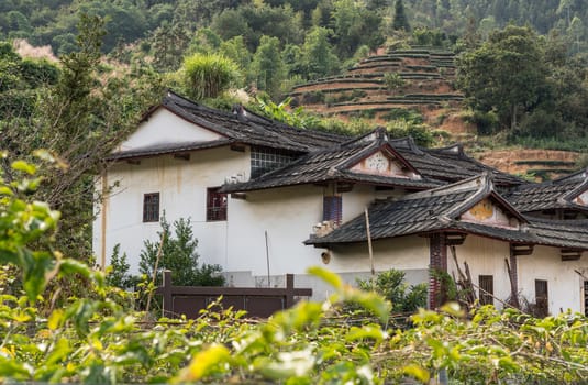Tea plantations around Tulou at Unesco heritage site near Xiamen