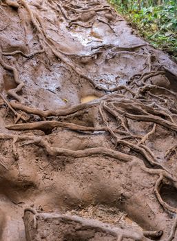 Very slippery and muddy pathway from Princeville to Queens Bath on coast of Kauai in Hawaii