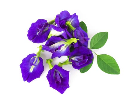 Butterfly pea flower on white background, herb and medical concept