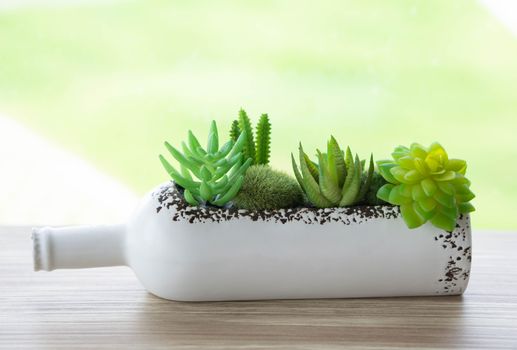 Closeup green succulent in white bottle pot on wood table background, selective focus