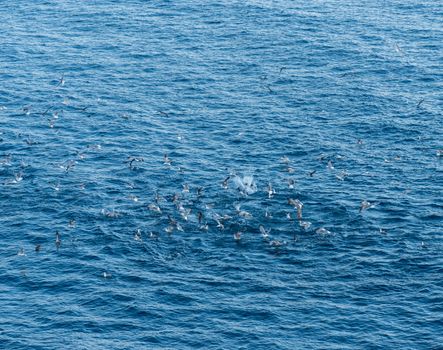 Seagulls or gulls diving into water to catch a shoal of fish close to the surface of sea