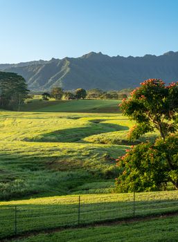 Flowering trees frame view of the Na Pali mountains over fairy tale landscape of Kauai