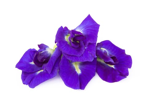 Butterfly pea flower on white background, herb and medical concept