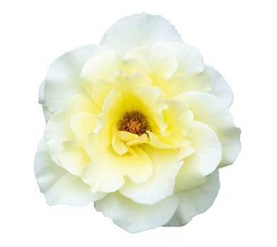 Beautiful white rose flower isolated on white background, love and romantic concept