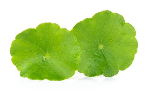 Closeup leaf of Gotu kola, Asiatic pennywort, Indian pennywort on white background, herb and medical concept