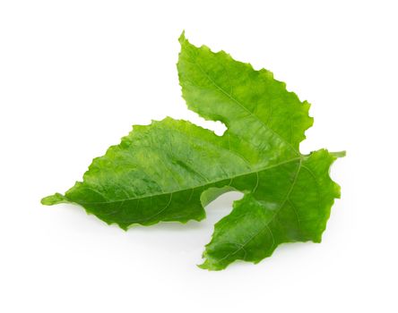 Green passion fruit leaf isolated on white background