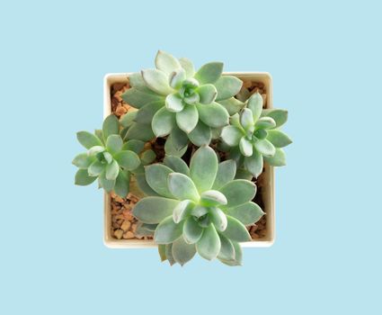 Top view green succulent cactus in pot on ligth blue background, decoration concept
