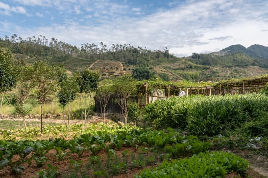 Tea plantations around Tulou at Unesco heritage site near Xiamen