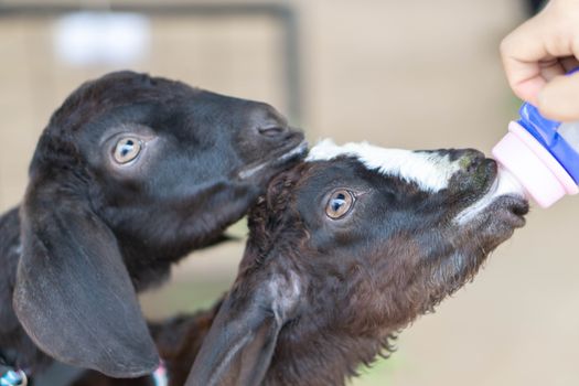Closeup baby goat drinking milk with bottle in woman hand