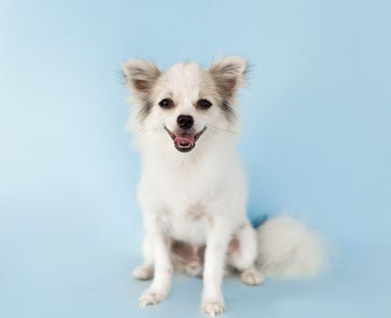 Pomeranian looking something with smile and happy feeling on light blue background