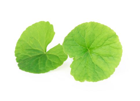 Closeup leaf of Gotu kola, Asiatic pennywort, Indian pennywort on white background, herb and medical concept