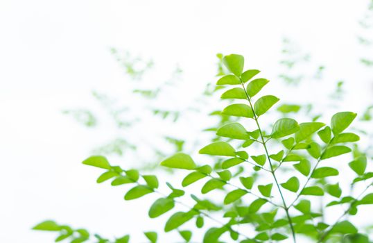 Closeup young moringa leaves branch, herb and medical concept