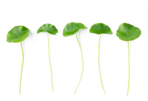 Closeup leaf of Gotu kola, Asiatic pennywort, Indian pennywort on white background, herb and medical concept