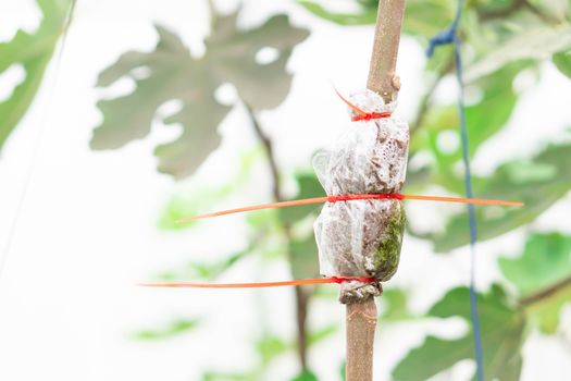 Closeup grafting tree branch with nature background