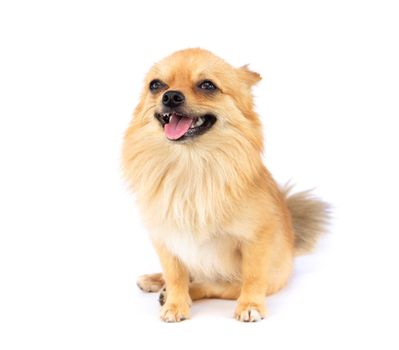 Pomeranian looking something with smile and happy feeling on white background