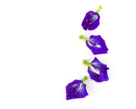 Butterfly pea flower on white background, herb and medical concept