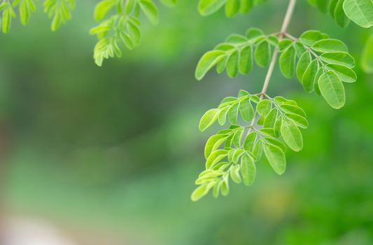 Closeup young moringa leaves branch, herb and medical concept