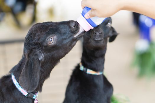 Closeup baby goat drinking milk with bottle in woman hand
