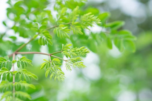 Closeup young moringa leaves branch, herb and medical concept