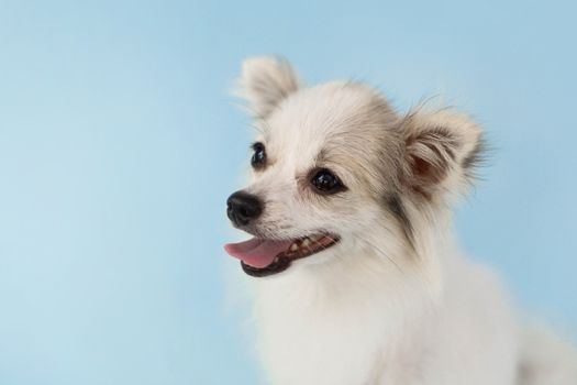Pomeranian looking something with smile and happy feeling on light blue background
