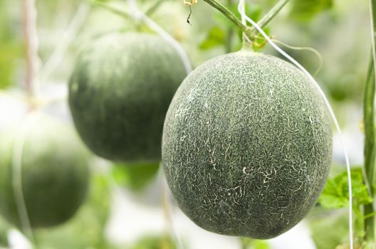 Closeup fresh mellon on tree branch in the farm, selective focus