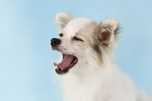 Closeup face of cute puppy pomeranian yawning with light blue background, dog healthy concept, selective focus