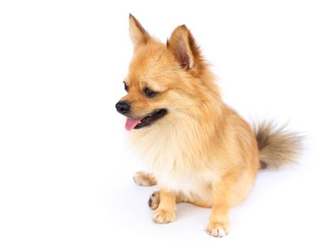 Pomeranian looking something with smile and happy feeling on white background