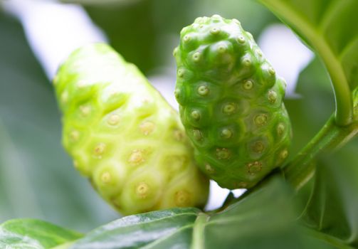 Closeup fresh noni or morinda citrifolia fruit on branch, selective focus