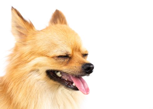 Closeup face of cute puppy pomeranian yawning with white background, dog healthy concept, selective focus