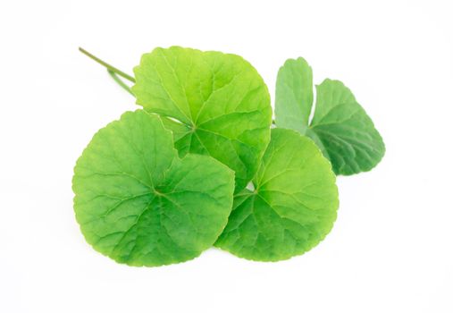 Closeup leaf of Gotu kola, Asiatic pennywort, Indian pennywort on white background, herb and medical concept