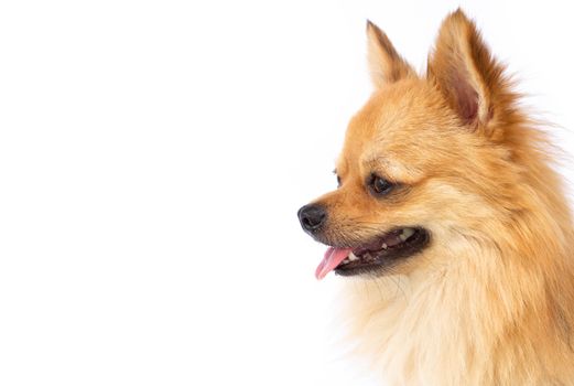 Closeup face of puppy pomeranian looking at something with white background, dog healthy concept, selective focus