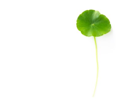 Closeup leaf of Gotu kola, Asiatic pennywort, Indian pennywort on white background, herb and medical concept