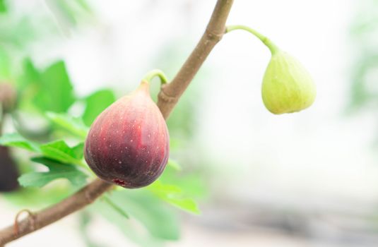 Closeup fig fruit on tree branch, selective focus