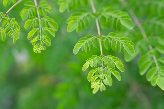 Closeup young moringa leaves branch, herb and medical concept