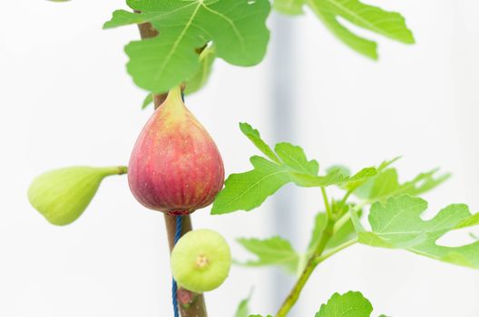 Closeup fig fruit on tree branch, selective focus