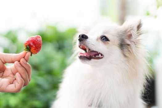 Closeup cute pomeranian dog looking red strawberry in hand with happy moment, selective focus