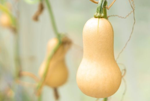 Closeup butternut squash on tree branch in the farm, selective focus