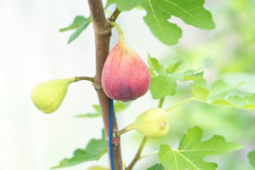 Closeup fig fruit on tree branch, selective focus