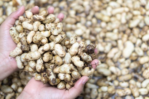 Closeup woman hand holding fresh raw peanut for cleaning with water, selective focus