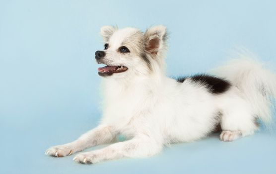 Pomeranian looking something with smile and happy feeling on light blue background