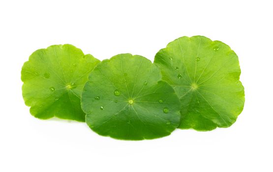 Closeup leaf of Gotu kola, Asiatic pennywort, Indian pennywort on white background, herb and medical concept