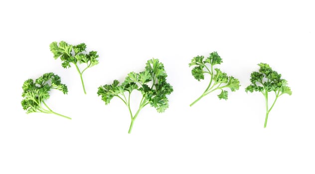 Parsley vegetable isolated on white background